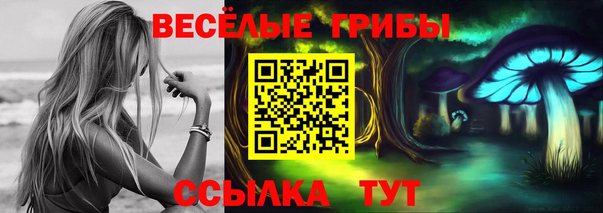 Галлюциногенные грибы Psilocybe Чернушка